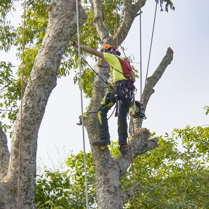 Tree removal trimming pruning maintenance service tree